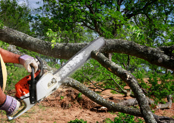 Best Tree Health Inspection  in Wofford Heights, CA